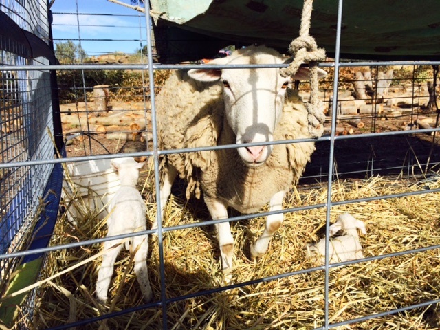 バイオダイナミック農法のワイナリーで飼育されている羊。<span id=