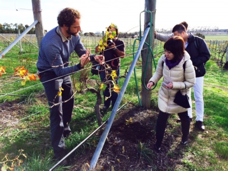 木の健康管理、剪定の説明を受ける