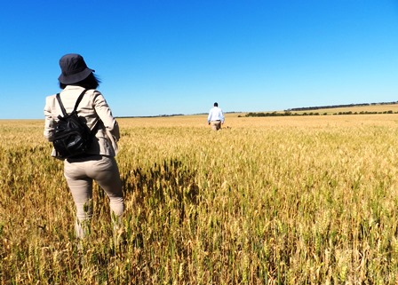 ＷＡ州の小麦畑。
</p>
<div class=