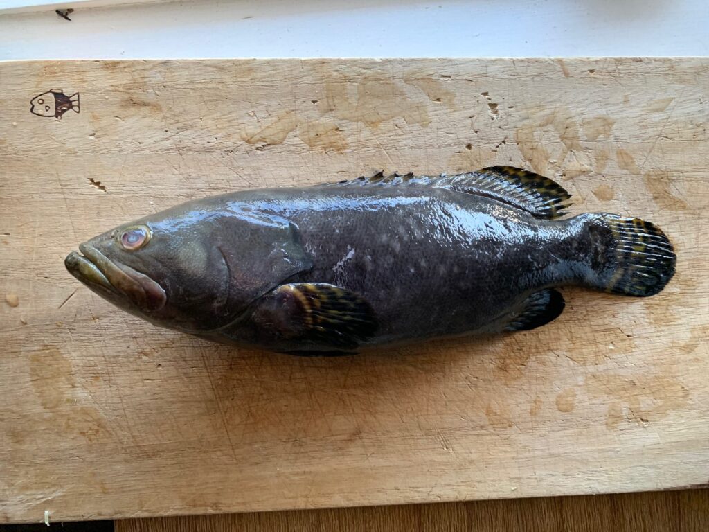 第25尾 「Grouper（ガルーパー）」 - ウェルス - 地球の食料庫