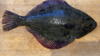 ARABIA 陶板　魚　アラビア　ヒラメ　カレイ ARABIA 陶板 魚 アラビア ヒラメ カレイ ARABIA 陶板 魚